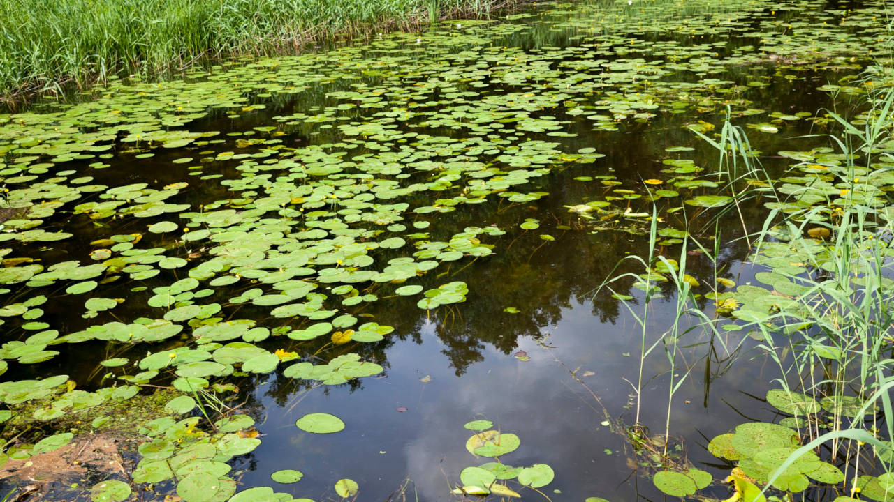Med afkoblet opmærksomhed lader man tankerne flyde forbi